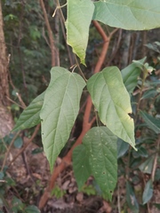 Mallotus repandus