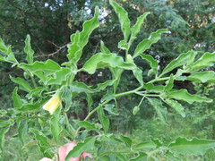Physalis