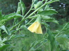 Physalis