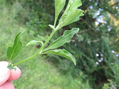 Physalis