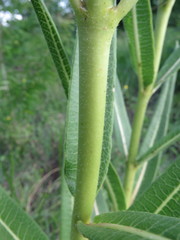 Xysmalobium undulatum ensifolium