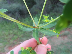 Euphorbia platyphyllos
