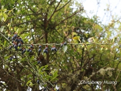Prinsepia scandens