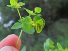Euphorbia platyphyllos