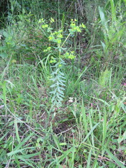 Euphorbia platyphyllos