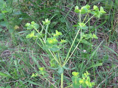 Euphorbia platyphyllos