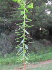 Euphorbia platyphyllos