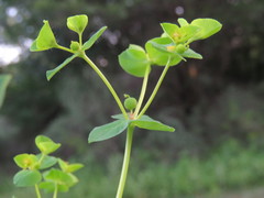 Euphorbia platyphyllos