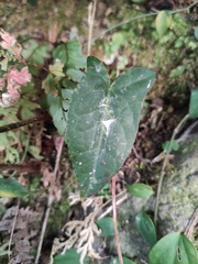 Reynoutria multiflora