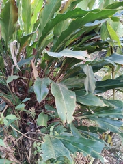 Alpinia japonica