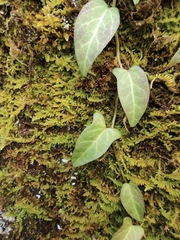 Reynoutria multiflora