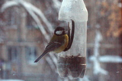 Parus major