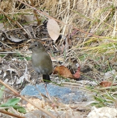 Phoenicurus coeruleocephala