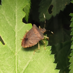 Mitripus