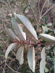 Elaeagnus glabra