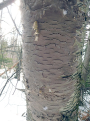 Phellinus betulinus