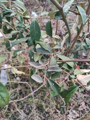 Elaeagnus glabra