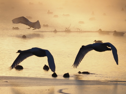 Mute Swan, photo 8 of 9