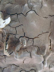 Phellinus betulinus