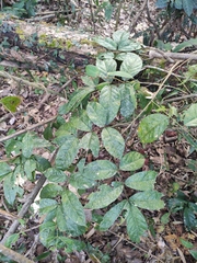 Wisteriopsis reticulata