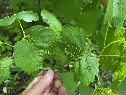 Red Nail Gall Mite photo 4