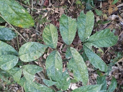 Wisteriopsis reticulata