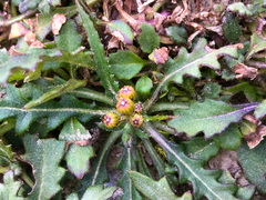 Senecio taitungensis