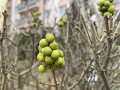 Ligustrum vulgare