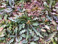 Senecio taitungensis