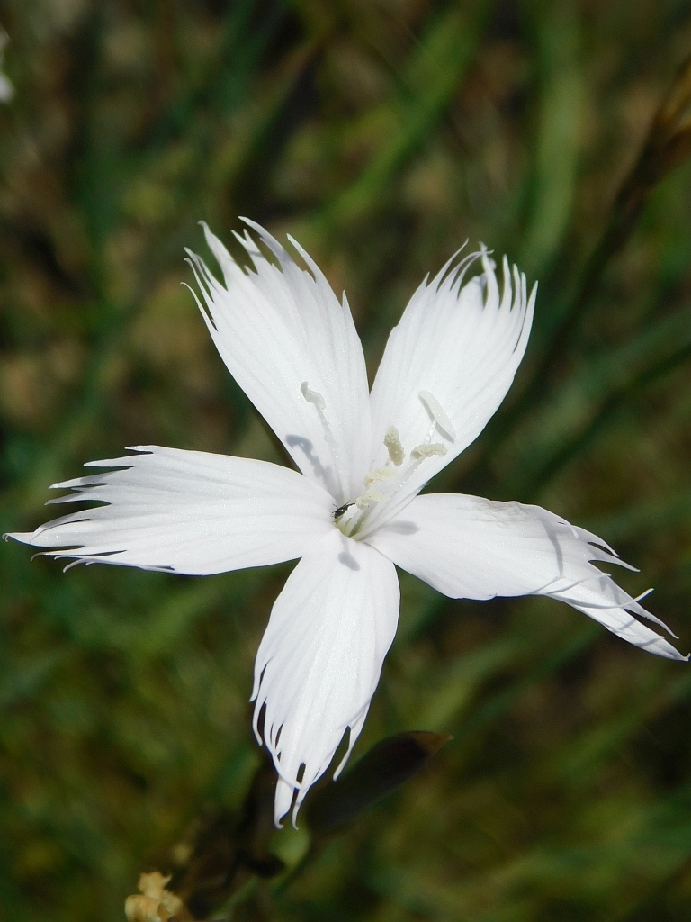 carnations from Genadendal Bakenskop, 7234, South Africa on December 19