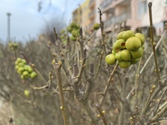 Ligustrum vulgare