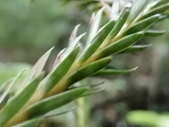 Phlegmariurus gnidioides