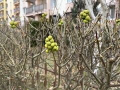 Ligustrum vulgare