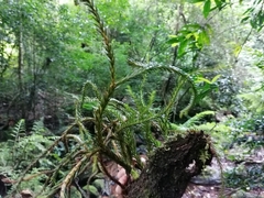 Phlegmariurus gnidioides