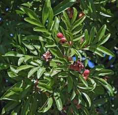 Matayba elaeagnoides