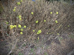 Ligustrum vulgare