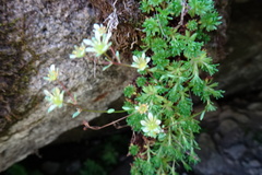 Saxifraga pentadactylis