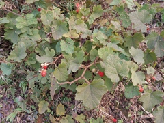 Rubus alceifolius