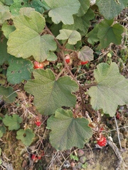 Rubus alceifolius