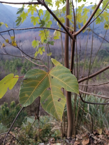 mu oil tree
