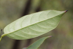 Glochidion lanceolarium