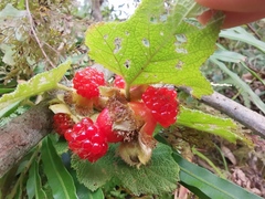 Rubus alceifolius