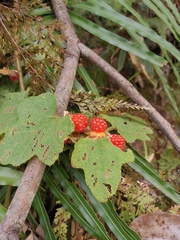 Rubus alceifolius