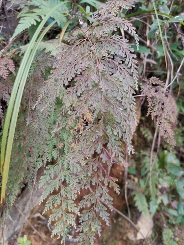 Fairy Fern