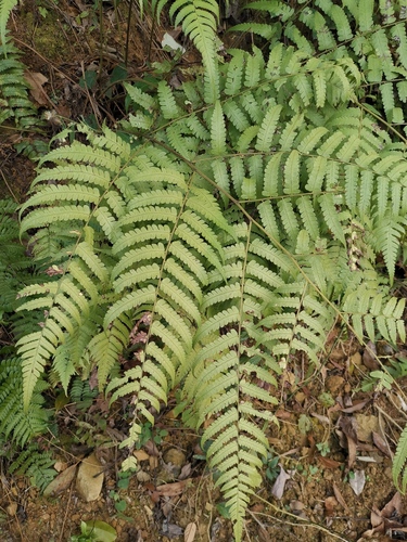 Vegetable Fern