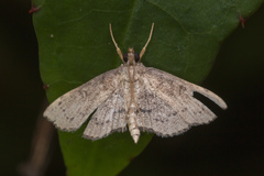 Protonoceras