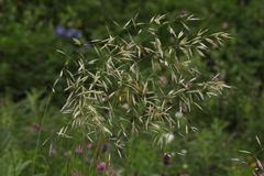Trisetum turcicum