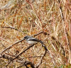 Phoenicurus coeruleocephala