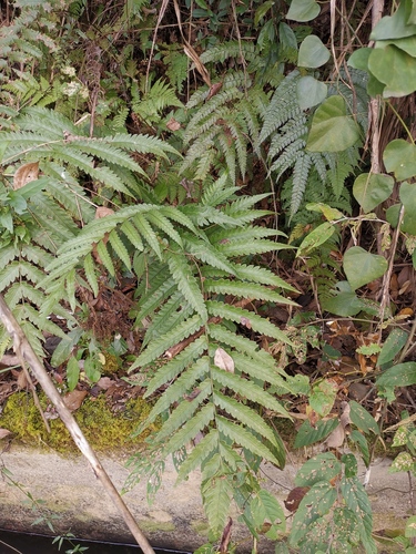Japanese Chain Fern