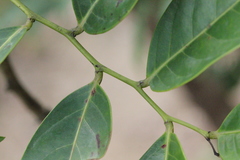 Glochidion lanceolarium